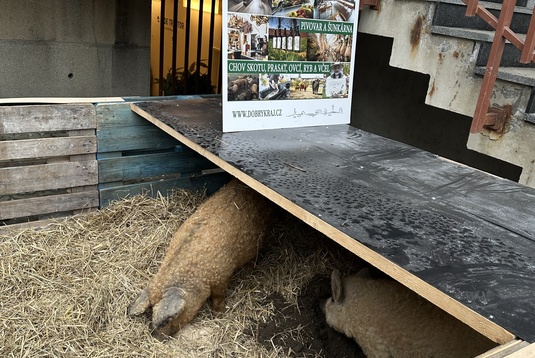 Galerie novinek z Dobrého kraje - Mangalice z Bohdanče oživily tradiční akci Národního zemědělského muzea